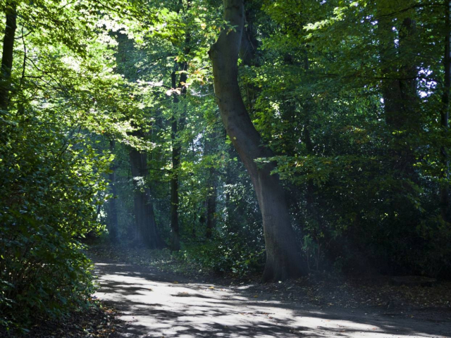 Laufgruppe im Bürgerbusch
